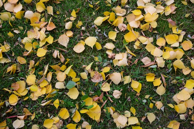 Auf dem grünen Gras sind viele gelbe kleine Herbstblätter über den Hintergrund verstreut.