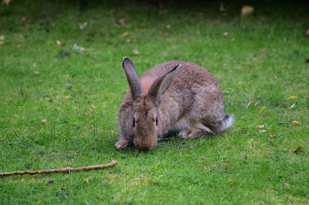 Auf dem grünen Gras sitzt ein großer Hase oder Hase