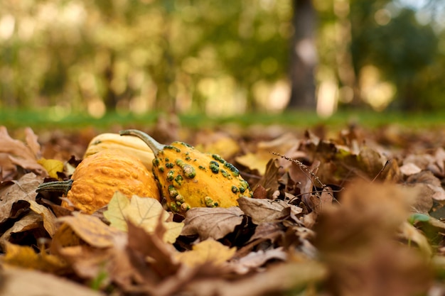 Auf dem Herbstlaub liegen verschiedene Kürbissorten.