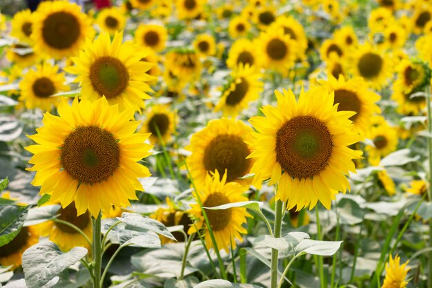 Auf dem Hof wachsen viele Sonnenblumen