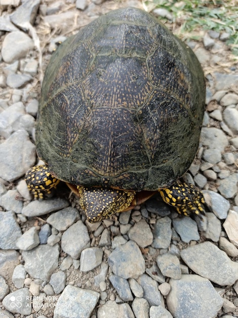 Auf dem Kies ist eine Schildkröte zu sehen, die in die Kamera schaut.