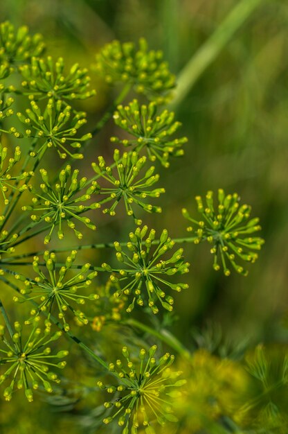 Auf dem landwirtschaftlichen Feld wachsen grüne Dillblüten (Anethum graveolens).