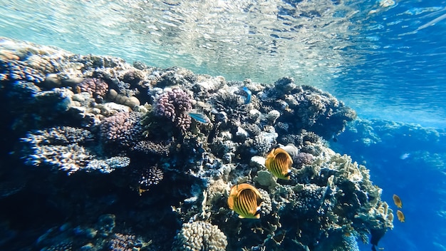 Auf dem Meeresgrund, unter der Wasseroberfläche in der Nähe der Korallen, schwimmen schöne gelbe Fische.