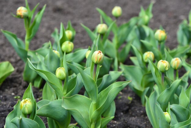 Auf dem Rasen blühen grüne Knospen junger Tulpen.