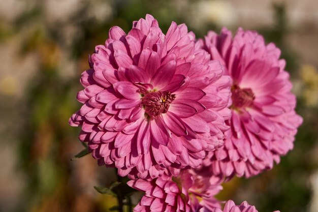 Auf dem Rasen im Garten blühen Chrysanthemen