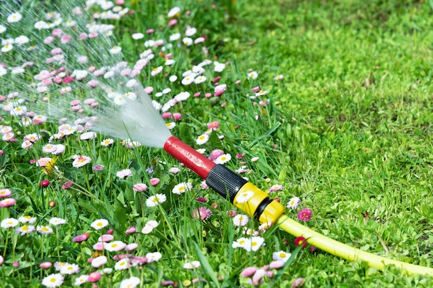 Auf dem Rasen liegt ein Bewässerungsschlauch, aus dem Wasser mit Gänseblümchenblumen auf den Rasen fließt