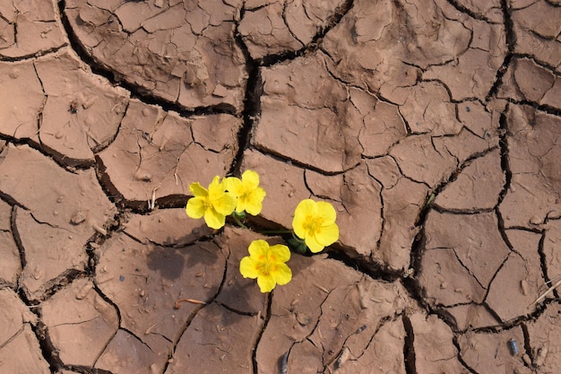 Auf dem rissigen Lehm eines ausgetrockneten Sees wachsen einige gelbe Blumen