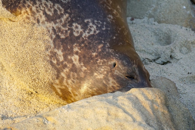 Auf dem Sand ist die Nase einer Robbe zu sehen.