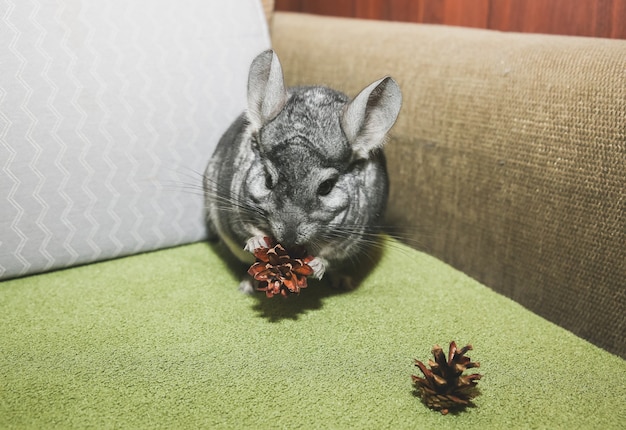 Auf dem Sofa sitzt eine graue Chinchilla. Netter flauschiger Haustier, der Kegel isst.