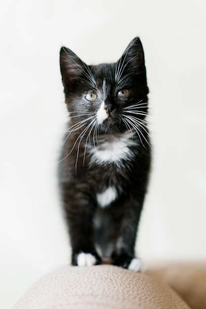 Auf dem Sofa sitzt eine kleine schwarze Katze mit weißen Flecken und schaut aufmerksam nach oben