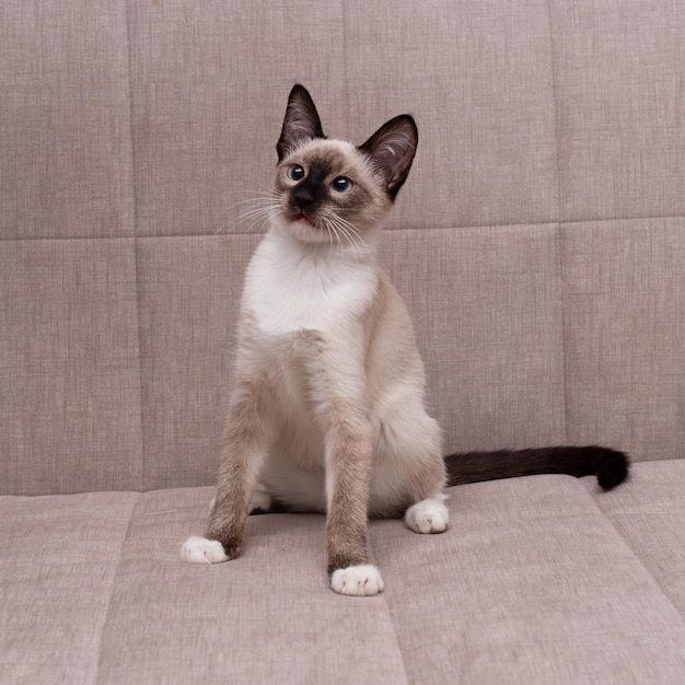 Auf dem Sofa sitzt eine Siamkatze.