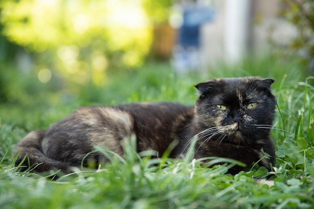 Auf dem sommergrünen Rasen im Garten liegt eine lopeared Katze