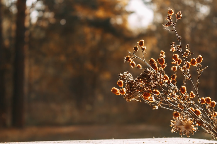 Foto auf dem tisch liegen getrocknete blumen vor dem hintergrund eines herbstlichen waldes. selektiver fokus. das konzept eines warmen herbstes.