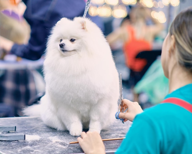 Auf dem Tisch sitzt ein weißer Zwergspitz. Der Hundefriseur schneidet mit einer Schere das Fell des Hundes