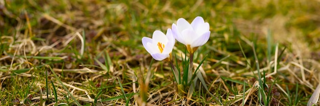 Auf dem verwelkten Gras wachsen Blumenkrokusse in voller Blüte, weiß lila Farbe. Die ersten Frühlingsblumen in der Natur im Freien. Banner