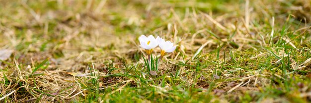 Auf dem verwelkten Gras wachsen Blumenkrokusse in voller Blüte, weiß lila Farbe