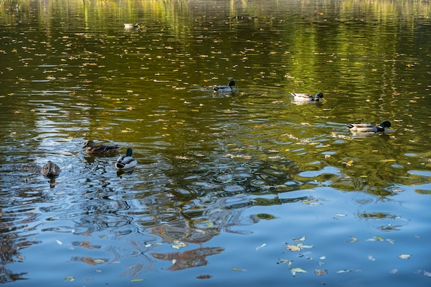 Auf dem Wasser schwimmt ein Schwarm wilder Enten