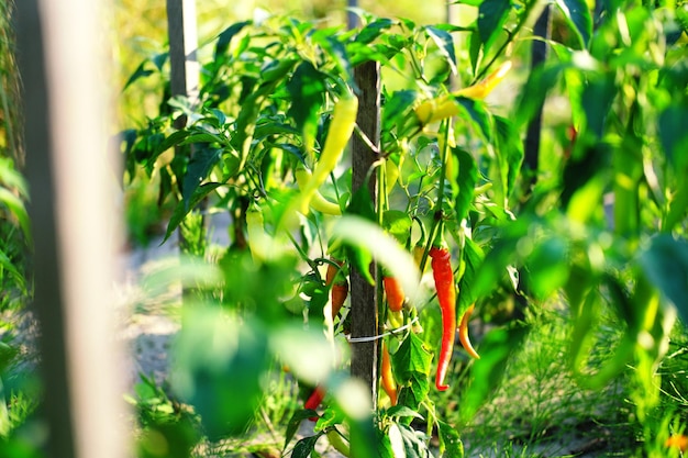 Auf den Beeten im Gemüsegarten wachsen grüne Büsche mit roten Chilischoten Horizontales Foto