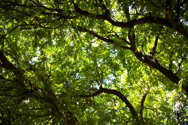 Foto auf den tamarindbaum schauen