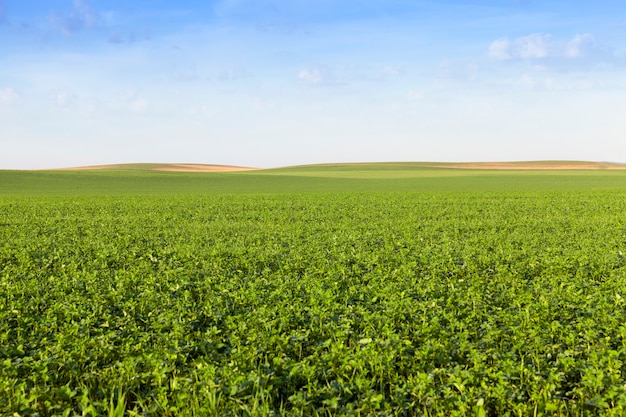 Auf denen landwirtschaftliche Felder mit schönem Grünklee zum Füttern von Tieren wachsen