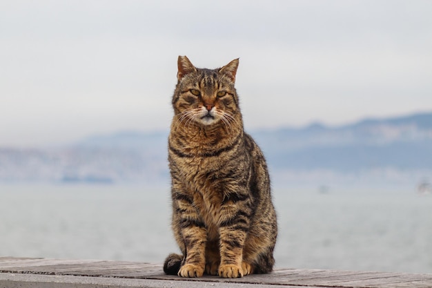 Foto auf der bank steht eine braune streunerkatze mit großem kopf