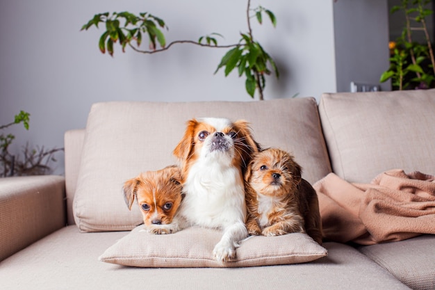 Auf der Couch liegt die Pekingese-Hündin mit zwei süßen Welpen