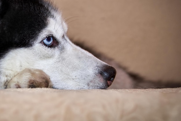 Auf der Couch liegt ein süßer Husky-Hund. Wunderschöner, intelligenter Hund mit blauen Augen, Nahaufnahmen und Blicken