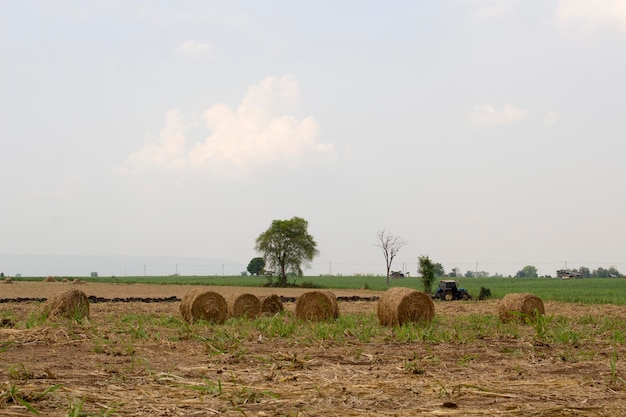 Auf der Farm rollen trockene Zuckerrohrblätter