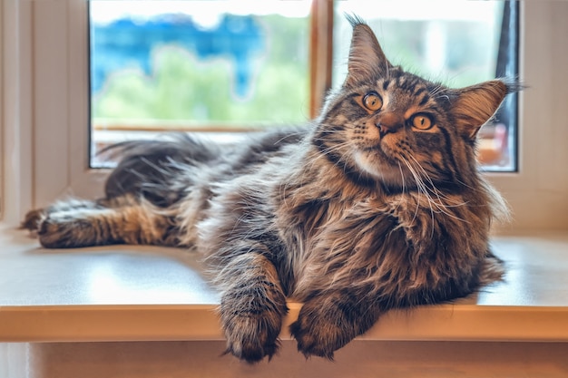 Auf der Fensterbank liegt eine große Maine-Coon-Katze