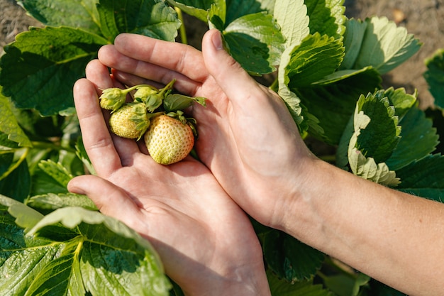 Auf der Handfläche liegt ein Bündel reifer unreifer grüner Erdbeeren, die nicht aus dem Busch gerissen wurden.