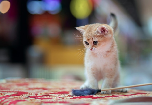 Auf der Katzenausstellung wird ein wunderschönes Kätzchen der britischen Rasse präsentiert