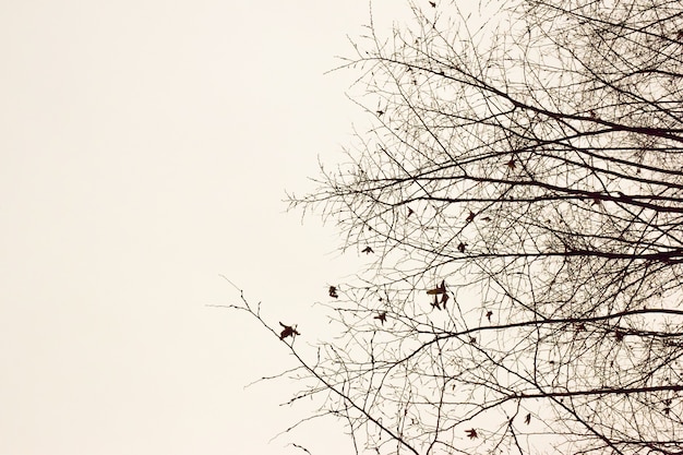 Auf der rechten Seite des Rahmens die Umrisse von kahlen Zweigen von Herbstbäumen ohne Blätter auf einem weißen Beschneidungshintergrund