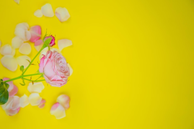 Auf der Seite steht eine Rosenblüte auf gelbem Hintergrund, umgeben von Blütenblättern mit Platz für Text hig