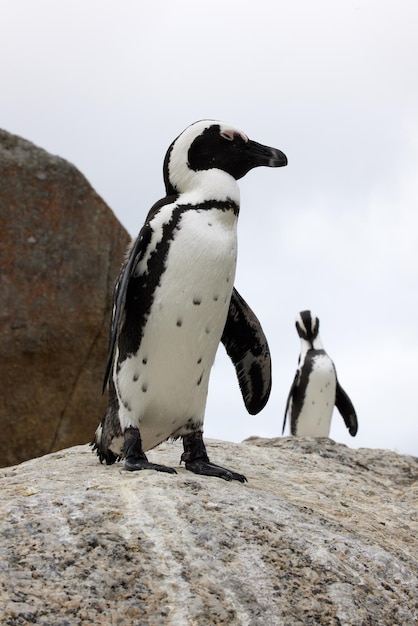 Auf der Suche nach dem Mittagessen Aufnahme von Pinguinen auf einem Felsen am Boulders Beach in Kapstadt, Südafrika