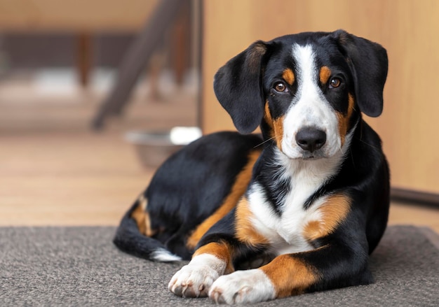 Auf der Terrasse liegt ein wunderschöner Hund der Rasse Entlebucher Sennenhund