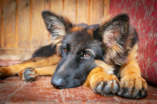 Auf der Veranda liegt ein Schäferhundwelpe