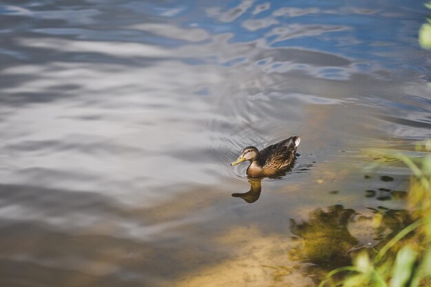 Auf der Wasseroberfläche schwimmende Ente 8141