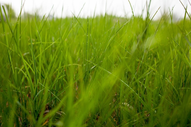 Auf der Wiese erhebt sich grünes Gras