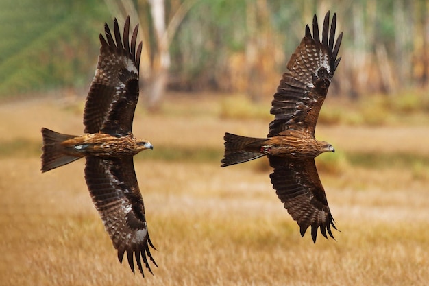 Auf der Wiese fliegt ein anmutiger schwarzer Drachen. Greifvögel Schwarzmilan (Milvus migrans)