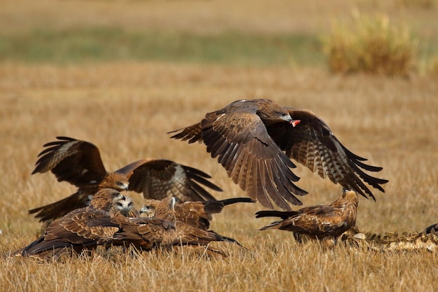 Auf der Wiese fliegt ein anmutiger schwarzer Drachen. Greifvögel Schwarzmilan (Milvus migrans)