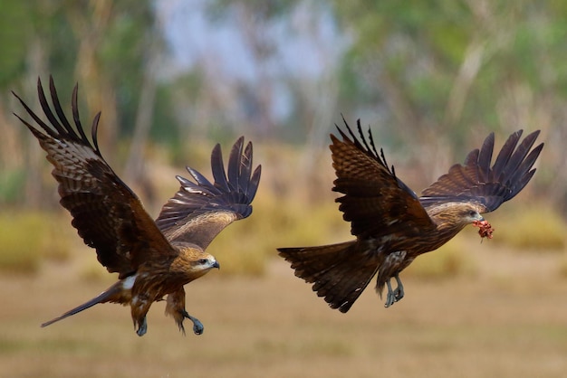 Auf der Wiese fliegt ein anmutiger schwarzer Drachen. Greifvögel Schwarzmilan (Milvus migrans)