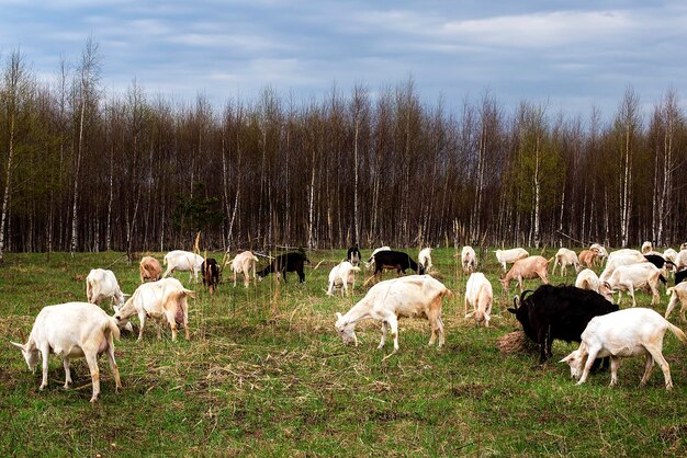 Auf der Wiese weidet eine Herde Ziegen