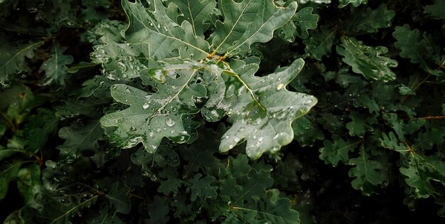 Foto auf diesem foto ist ein blatt mit wassertropfen darauf zu sehen.