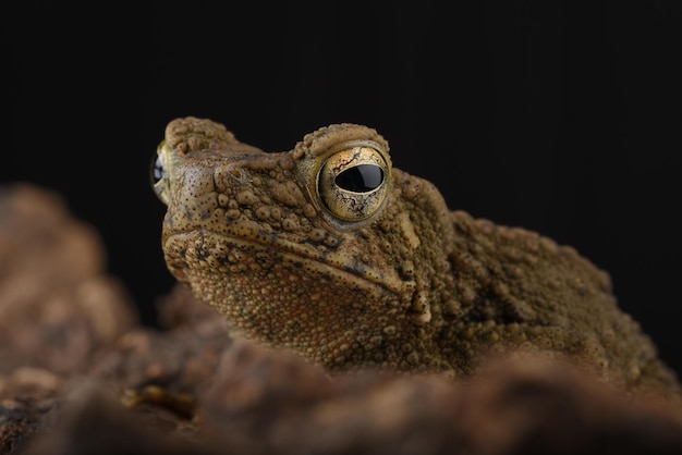 Auf diesem Nahaufnahmebild ist ein Froschkopf zu sehen