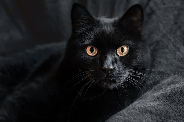 Auf dunklem Hintergrund liegt eine große kurzhaarige schwarze Hauskatze