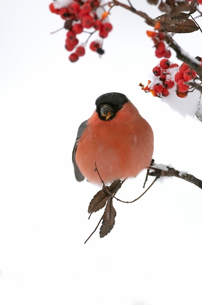 Auf einem Ast mit roten Beeren sitzt ein Vogel