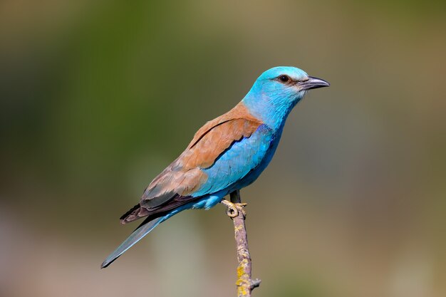 Auf einem ast sitzen eine nahaufnahme und eine lebendige europäische walze (coracias garrulus)