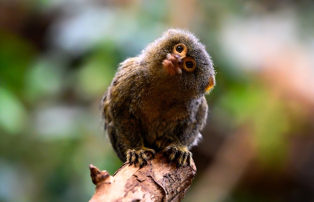 Auf einem Ast sitzt ein kleiner Vogel mit gelbem Schnabel.