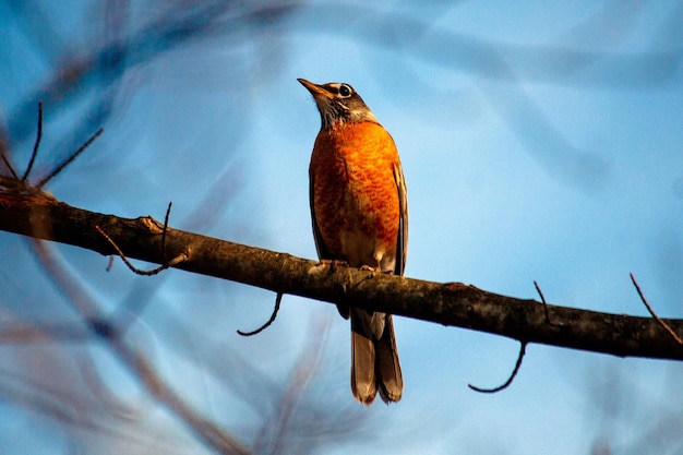 Auf einem Ast sitzt ein Vogel mit einer orangefarbenen Brust.