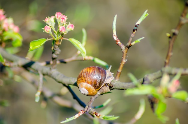 Auf einem Bauernhof kriechen Schnecken an Obstbäumen entlang